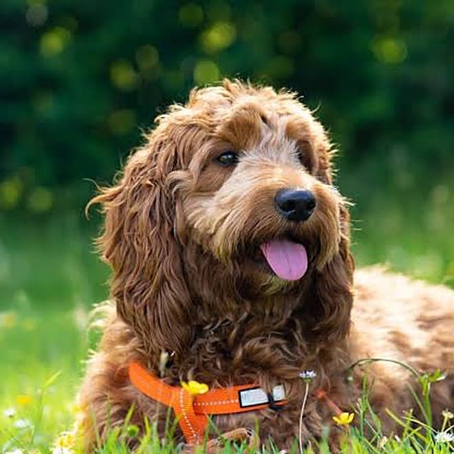 Photo of a curly red cockapoo lying in the grass with its tongue out