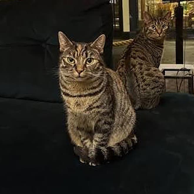Photo of a brown tabby cat with green eyes sitting on a dark green sofa